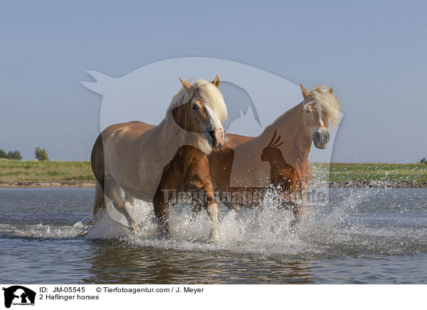 2 Haflinger horses / JM-05545