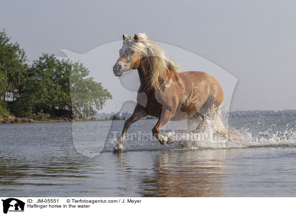 Haflinger horse in the water / JM-05551