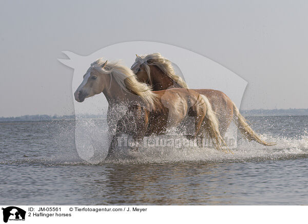 2 Haflinger horses / JM-05561