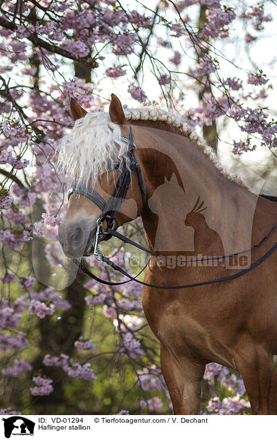 Haflinger Hengst / Haflinger stallion / VD-01294