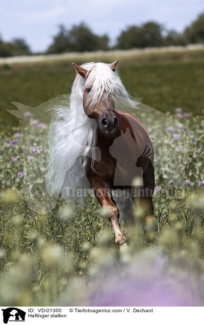 Haflinger stallion / VD-01300