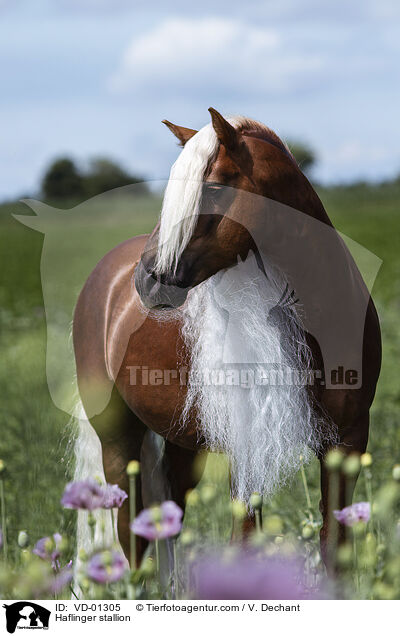 Haflinger stallion / VD-01305