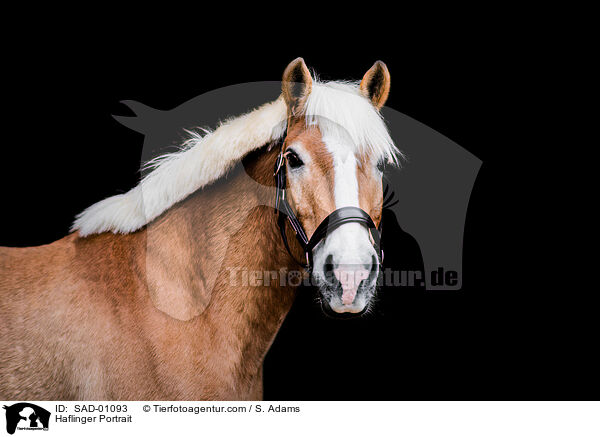Haflinger Portrait / SAD-01093