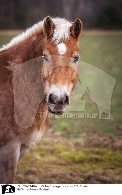 Haflinger Horse Portrait / CB-01404