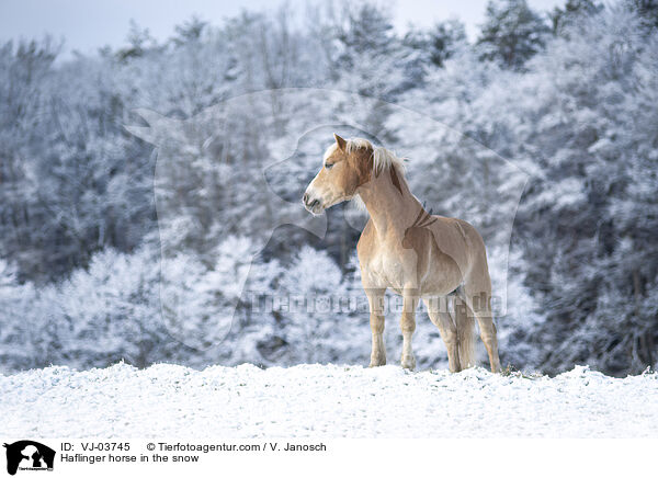 Haflinger horse in the snow / VJ-03745