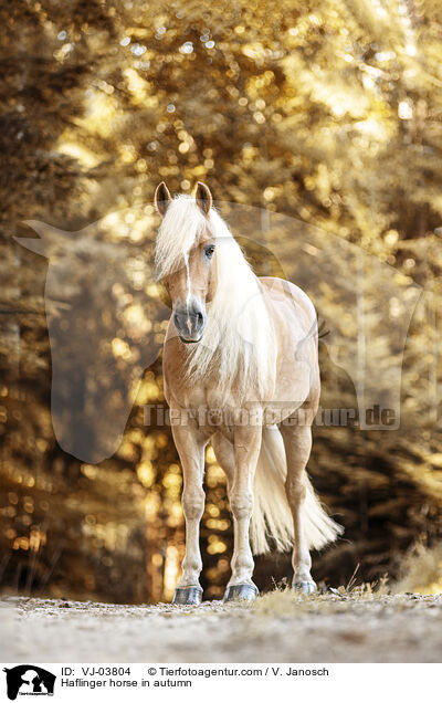 Haflinger horse in autumn / VJ-03804