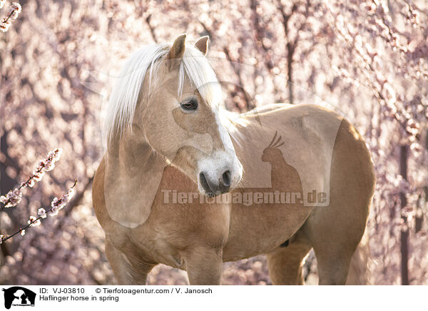 Haflinger horse in spring / VJ-03810