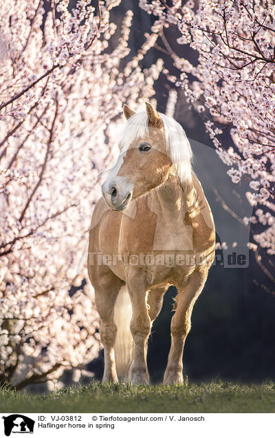 Haflinger horse in spring / VJ-03812