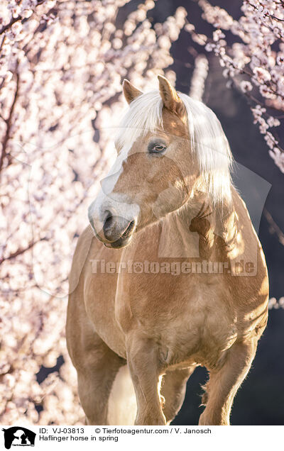 Haflinger horse in spring / VJ-03813