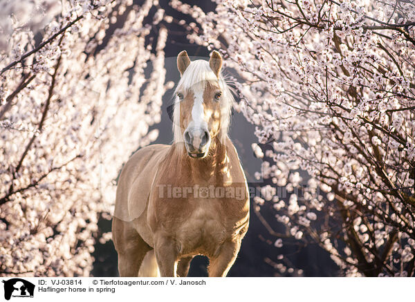 Haflinger horse in spring / VJ-03814