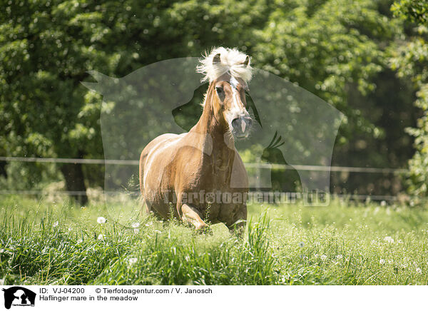 Haflinger Stute auf der Koppel / Haflinger mare in the meadow / VJ-04200