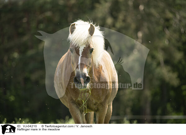 Haflinger mare in the meadow / VJ-04210