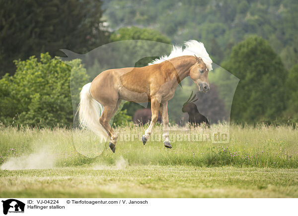 Haflinger stallion / VJ-04224