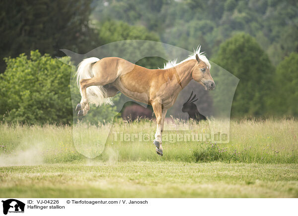Haflinger Hengst / Haflinger stallion / VJ-04226