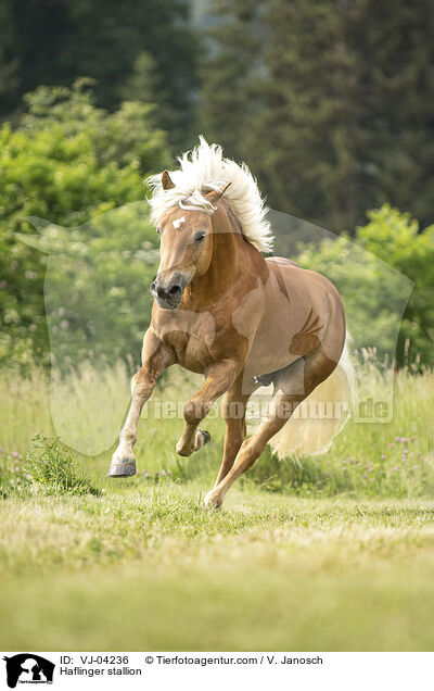 Haflinger stallion / VJ-04236