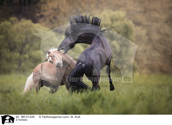2 Pferde / 2 horses / BK-01326