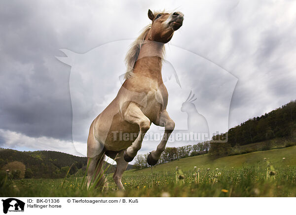 Haflinger / Haflinger horse / BK-01336