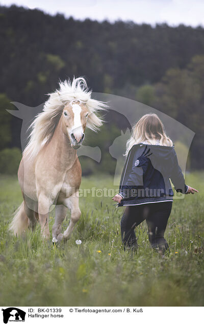 Haflinger / Haflinger horse / BK-01339