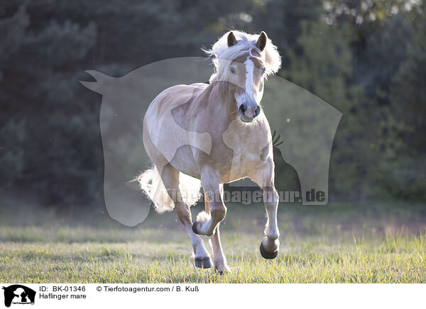 Haflinger mare / BK-01346