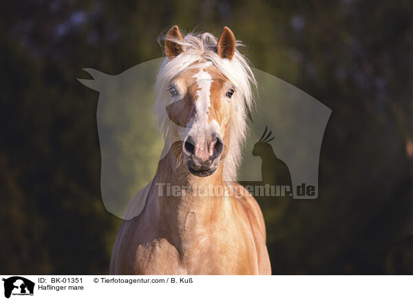 Haflinger mare / BK-01351
