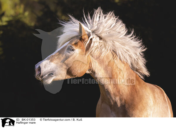 Haflinger Stute / Haflinger mare / BK-01353