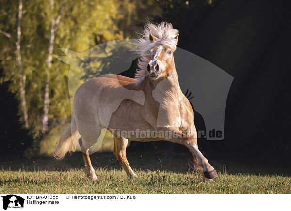 Haflinger mare / BK-01355