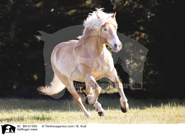 Haflinger mare / BK-01360