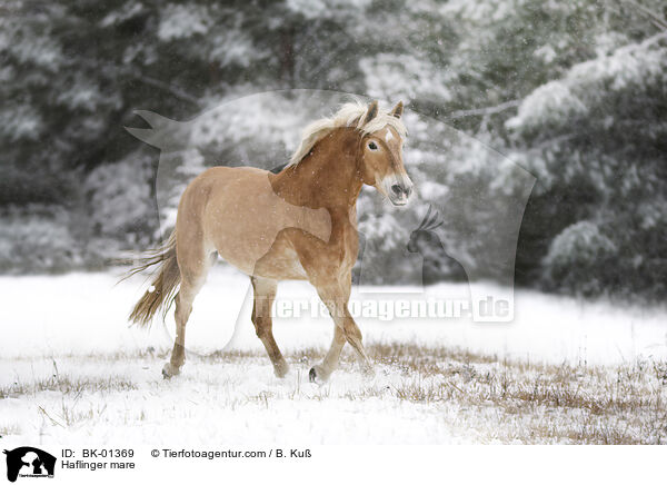 Haflinger Stute / Haflinger mare / BK-01369