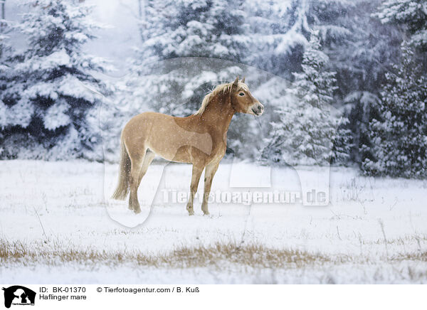 Haflinger mare / BK-01370