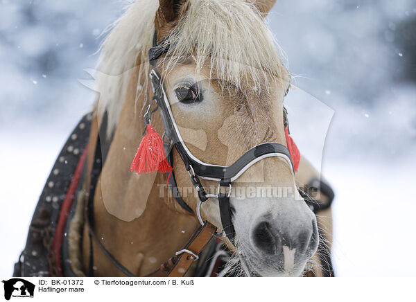 Haflinger mare / BK-01372