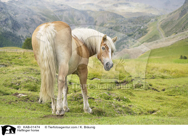 Haflinger horse / KAB-01474