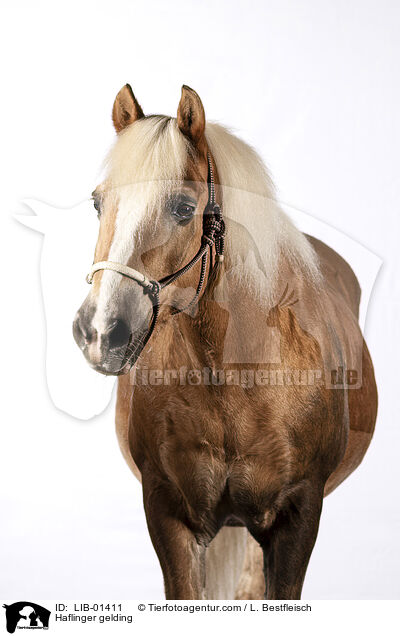 Haflinger gelding / LIB-01411