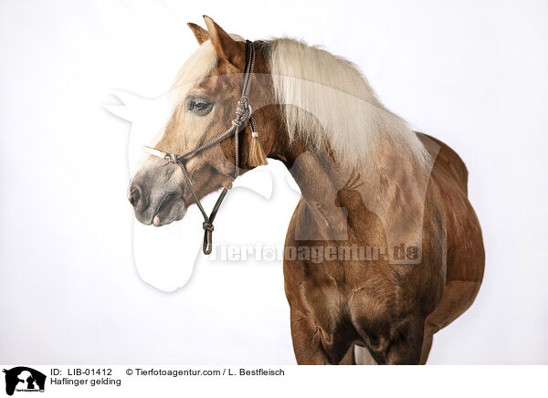 Haflinger gelding / LIB-01412