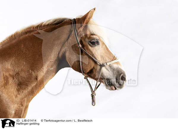 Haflinger Wallach / Haflinger gelding / LIB-01414