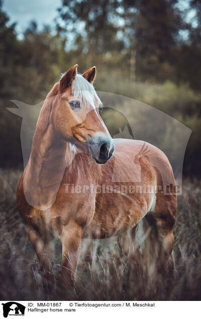 Haflinger horse mare / MM-01867