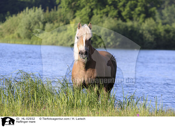 Haflinger mare / HL-02932