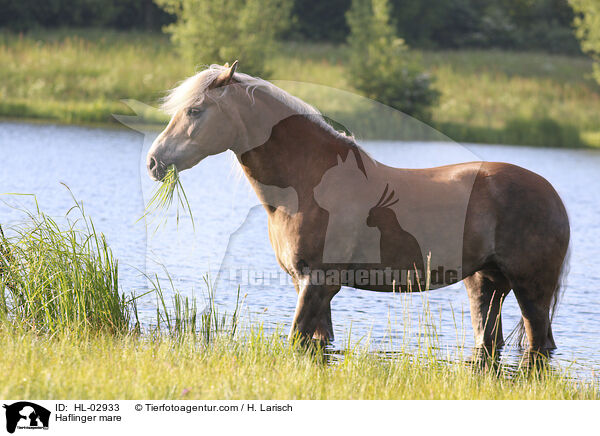 Haflinger mare / HL-02933
