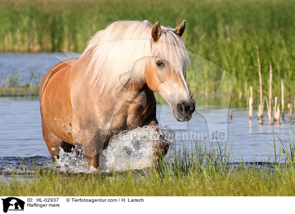 Haflinger Stute / Haflinger mare / HL-02937