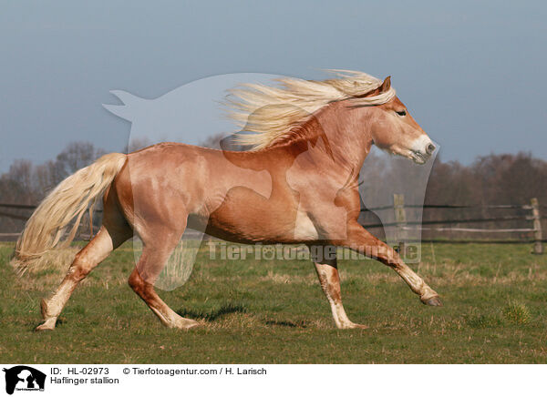 Haflinger stallion / HL-02973