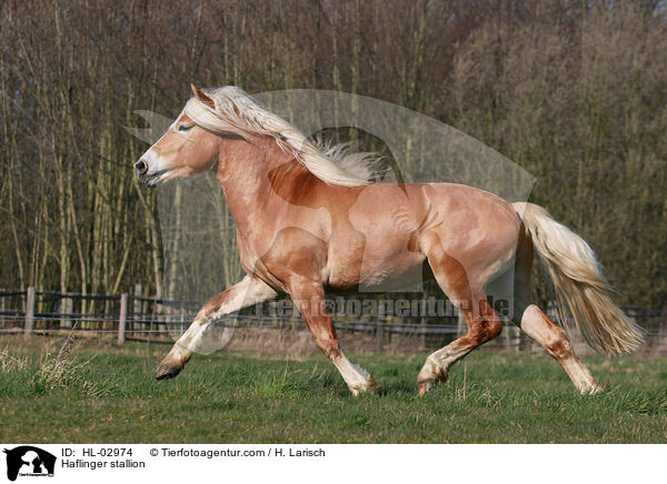 Haflinger stallion / HL-02974