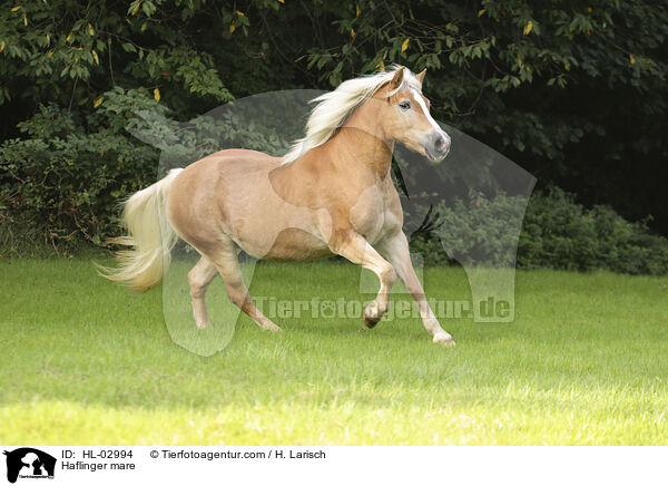 Haflinger Stute / Haflinger mare / HL-02994