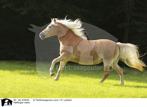 Haflinger mare / HL-03020