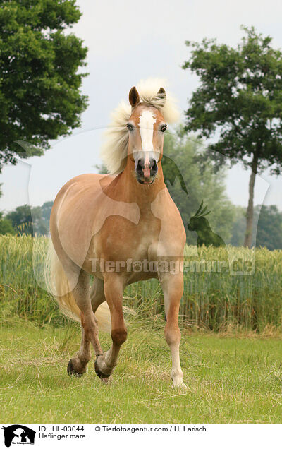 Haflinger Stute / Haflinger mare / HL-03044