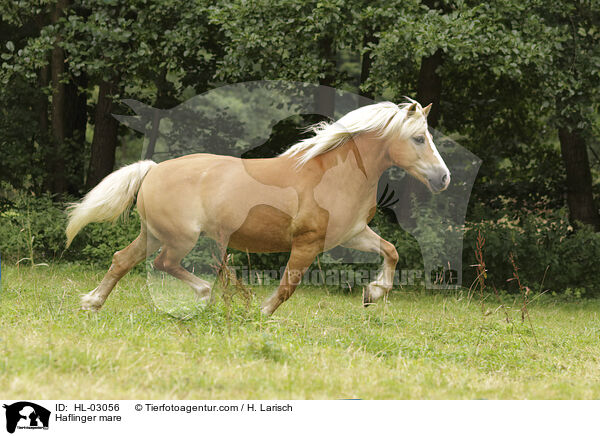 Haflinger Stute / Haflinger mare / HL-03056