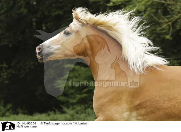 Haflinger Stute / Haflinger mare / HL-03058