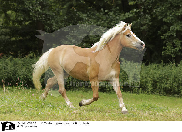 Haflinger mare / HL-03065