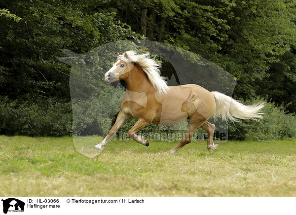 Haflinger Stute / Haflinger mare / HL-03066