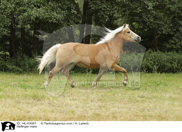 Haflinger mare / HL-03067