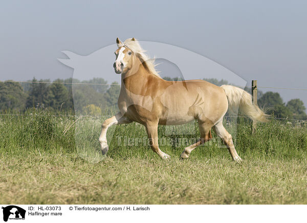 Haflinger Stute / Haflinger mare / HL-03073