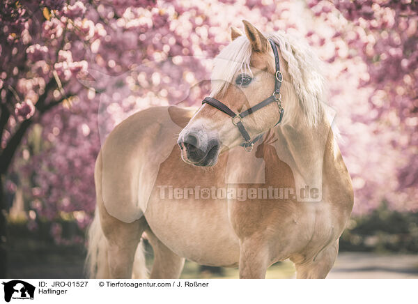 Haflinger / JRO-01527